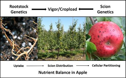 apple rootstock genotypes with critical traits for advancing fruit production.