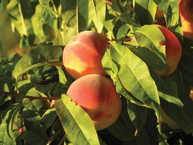 Dedication Innovation Environmental Stewardship Fruit Tree Care Growing your own nutrient-dense, chemical free fruit is a respectable achievement.
