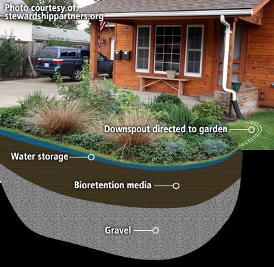 Rain Gardens Rain gardens are specifically designed gardens constructed to receive, filter, and absorb water runoff into the ground.