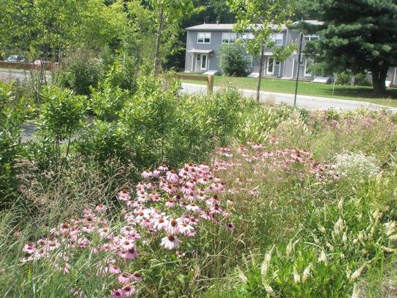 25 Benefits of Green Infrastructure Manage stormwater (quality and quantity) Recharge groundwater Reduce sewage overflows Improve watershed resiliency Cool