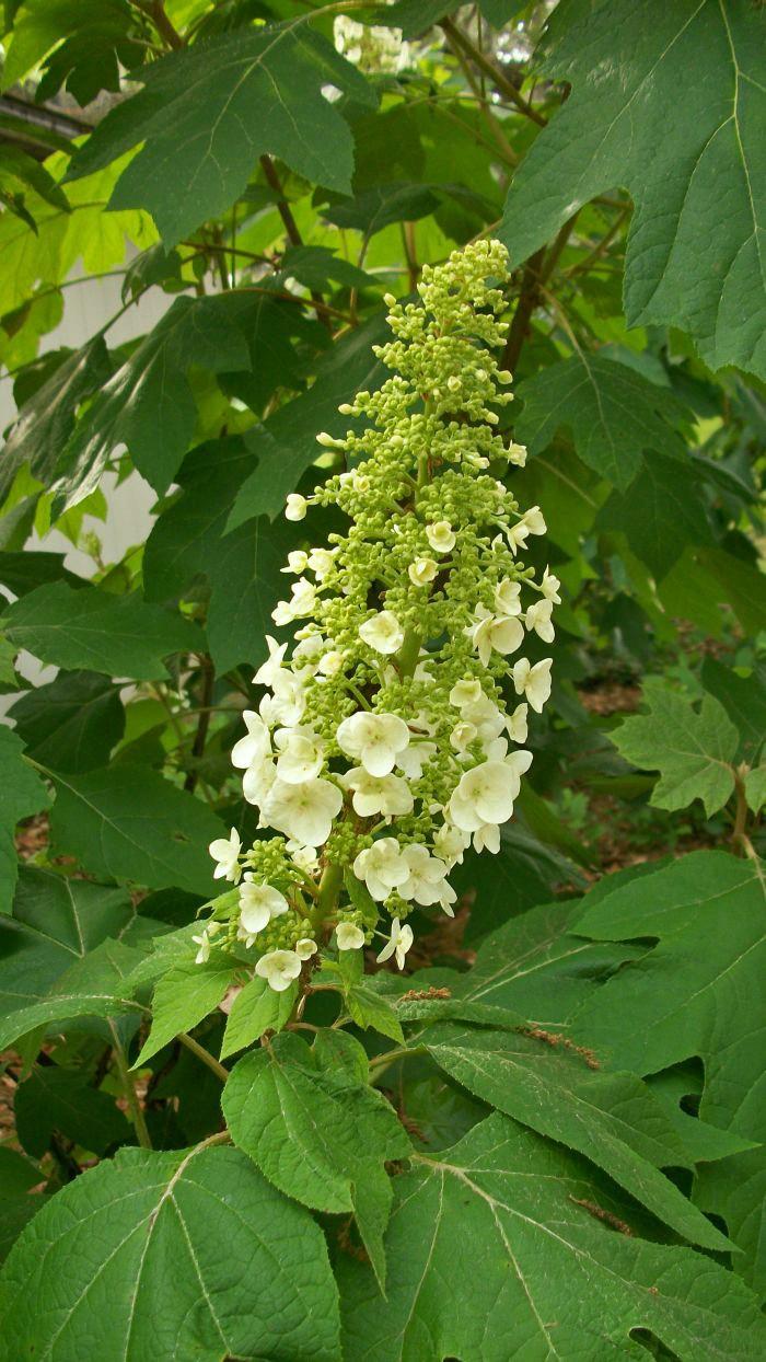 In April and May, the dramatic cone-shaped flower pods of Oakleaf Hydrangea first appear, usually growing from old wood.