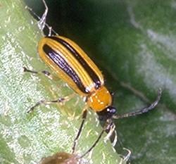 Garden Pests One of the most frustrating chores of growing a garden is keeping the pests and fungi from destroying flowers or vegetables.