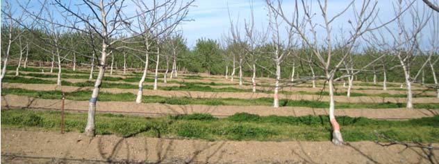 Fulton UCCE Farm Advisor Tehama County Fertilizer nitrogen use efficiency is maximized when trees recover the greatest possible percentage of applied fertilizer nitrogen.