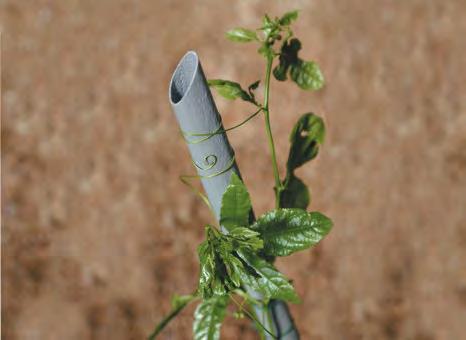wooden posts, promotes ordered and thriving growth when it comes to tomatoes, runner beans and any other climbing plant.