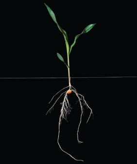 Root systems Corn has two identifiable root systems, seminal and nodal. The initial (seminal) root system helps anchor seedlings and provides nutrients and water for early plant growth.