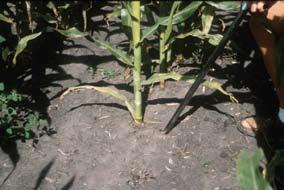 Submitting soil samples for corn nematode testing Soil samples can be taken any time from mid-july to early October. In Iowa, the greatest number of corn nematodes typically are found midseason.