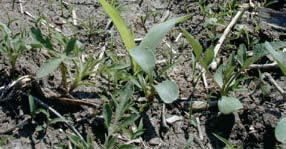 Postemergence herbicide application timing factors: Fields should be scouted during the first two weeks after crop emergence to determine the need and appropriate timing of postemergence weed control.
