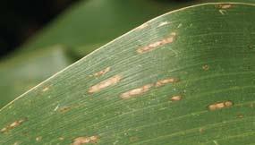 Foliar diseases Anthracnose leaf spot Description: Leaf lesions (spots) are oval, tan, or brown with a dark brown or purple margin.