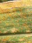 Co r n field g u i d e 29 Common rust Description: Brick-red pustules (raised bumps) are oval or elongated, approximately 1 8 inch long, scattered sparsely or clustered together on both upper and