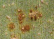 Best time to scout: V12 through R4; earlier in seed production fields Scouting tip: Occurs in most Iowa corn fields. Raised, brick-red pustules are diagnostic for common rust.
