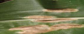 Carbonum leaf spot (Previously called Helminthosporium leaf spot or northern leaf spot) Description: Both size and shape of lesions may vary depending on the strain (race) of the fungus and corn