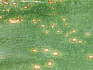 Co r n field g u i d e 31 Southern leaf blight Description: Lesions are ½ inch wide by up to 1 inch long.