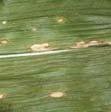 Symptoms also may occur on the stalk, leaf sheath, and husks.