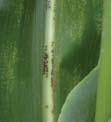 Disease may be more prevalent in fields where previously infected corn residue is present.