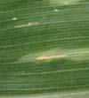 Co r n field g u i d e 33 Feeding scar in middle of lesion Stewart s disease Description: This bacterial disease spreads from corn flea beetle (page 47) feeding scars and initially appears as pale