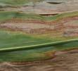 Best time to scout: Initially when corn flea beetle feeding is apparent from VE to V5 (Stewart s wilt) and again after R1(Stewart s leaf blight) Scouting tip: Can be confused with northern leaf