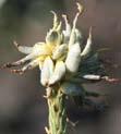 Infections are localized, so some ears may be uninfected or galls can form on individual kernels.