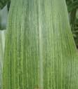 Crazy top Description: Symptoms include distortion and/or stunting of the plant. The tassel may proliferate, resulting in a very bushy appearance at the top of the plant.