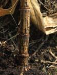 Stalk rots Anthracnose stalk rot Description: Symptoms include narrow, water-soaked lesions that grow together to form large, shiny, black blotches or streaks on the stalk rind.