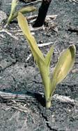 Seedlings that do not emerge generally have water-soaked, brown or black mesocotyl and/or seminal roots. Damping off first appears as yellowing and wilting. The seedlings soon collapse and die.