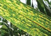 Genetic stripes, leaf spots, and flecks Some symptoms may