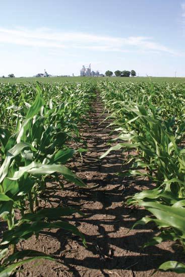 Corn production Co r n Pr o d u c t i o n Maximizing corn yields and grain quality demands