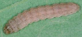 Older larvae are capable of cutting small plants through V5.
