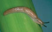 Slug Description: Slugs are similar to snails but without shells. Slugs have a foot that produces a slimy trail.