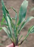 Best time to scout: VE through V4 Scouting tip: Slugs are more likely to cause damage in northeastern Iowa, most often in no-tilled fields with heavy residue or in fields following alfalfa.