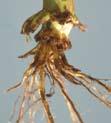 Corn rootworm (western and northern) Description: Western corn rootworm adults are yellow with black stripes or may have nearly solid black wing covers.