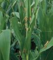 There are two, or rarely three, generations a year. Damage: Larvae feed on any aboveground portion of corn. Newly hatched larvae eat leaf tissue or pollen that has collected in leaf axils.