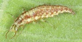 Crane fly larvae Description: Crane fly larvae are sometimes mistaken for black cutworms and therefore unnecessarily treated with insecticides.
