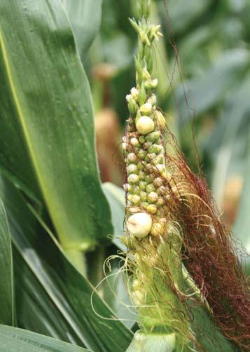 Disorders Corn plants sometimes display symptoms that are not