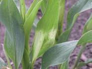 Herbicide injury ALS (acetolactate synthase) inhibitors Description: Symptoms are slow to develop and may appear on any part of the plant (roots, leaves, ear) that undergoes rapid growth following