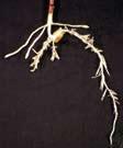 Co r n field g u i d e 63 Root (microtubule) inhibitors Description: Dinitroaniline (DNA) herbicides primarily affect the roots, resulting in swollen root tips and poorly developed root