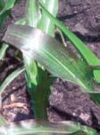 Deficiency appears on leaves as V-shaped yellowing starting at the tip and progressing down the midrib toward the leaf base.