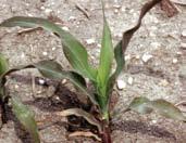 Symptoms are more common on cold or saturated soils, sandy soils, and dry soils particularly after midseason. Phosphorus deficiency Description: Symptoms usually are visible on young plants.