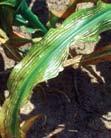 Potassium deficiency Description: Symptoms first appear as yellowing and dying of lower leaf margins.