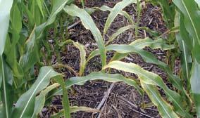 If the deficiency persists, symptoms develop on higher leaves. Potassium-deficient corn tends to lodge late in the season.