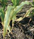 Symptoms also are associated with low-potassium testing soils, sandy soils, and are more common in reduced tillage systems, especially in dry seasons.