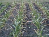 Fertilizer injury Anhydrous ammonia (NH 3 ) Vapor damage can occur when ammonia escapes during
