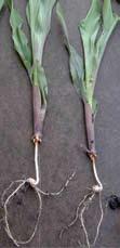 Co r n field g u i d e 73 Rootless corn syndrome Rootless corn appears between V3 to V8 when most or all nodal roots are missing. Existing nodal roots may be stubby and not anchored to the soil.