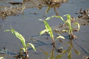 Flooding or prolonged saturated soils Plants growing in flooded soils may turn yellow, wilt, and eventually can die.