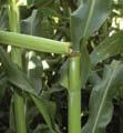 Unless leaves never unfurl, there likely will be little effect on yield. Greensnap Greensnap is midseason stalk breakage.