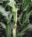 Broken plants still may produce a small ear with or without kernels.