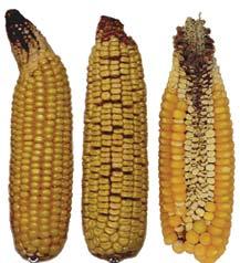 Abnormal ears 1. Tip dieback Symptoms: Lack of or poor kernel development on the last inch or more of the ear tip. Affected kernels may be dried up and often are light yellow.