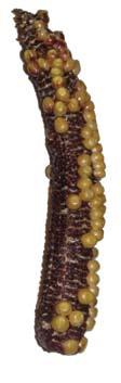 7. Poor, incomplete kernel set Symptoms: An ear formed with reduced kernel set because of poor pollination. When severe, ears have scattered kernels or no distinct kernel rows (right).