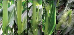 Stress effects at key growth stages V6: The growing point is above ground. Ear shoots and tassel are initiated (visible with a hand lens).