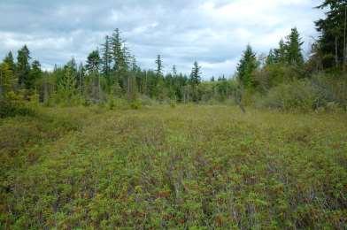 North Pacific Open Flat Bog Subgroup Ericaceous shrubs >75%