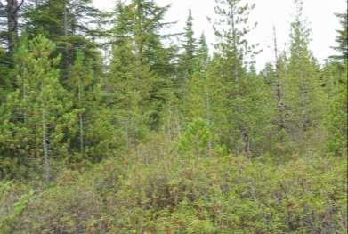 North Pacific Bog Woodland Subgroup Ericaceous shrubs >75% Sphagnum <